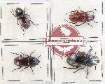 Scientific lot no. 66 Lucanidae (4 pcs - 1 pc A2)