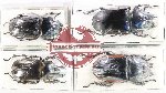 Scientific lot no. 60 Lucanidae (4 pcs)