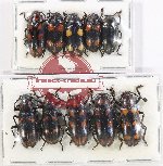 Scientific lot no. 251 Erotylidae (10 pcs)