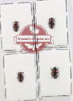 Scientific lot no. 256 Erotylidae (4 pcs)