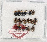 Scientific lot no. 261 Erotylidae (18 pcs)