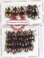 Scientific lot no. 252 Erotylidae (15 pcs)