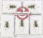 Scientific lot no. 92 Cicindelidae (5 pcs - 3 pcs A2)