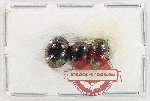 Scientific lot no. 710 Chrysomelidae (3 pcs)