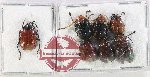 Scientific lot no. 712 Chrysomelidae (7 pcs A2)