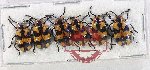 Scientific lot no. 706 Chrysomelidae (6 pcs A2)
