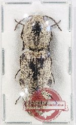 Elateridae sp. 20B (A-)