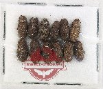 Scientific lot no. 547 Tenebrionidae (10 pcs)