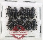 Scientific lot no. 546 Tenebrionidae (10 pcs)