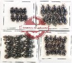 Hydrophilidae Scientific lot no. 415 (48 pcs)