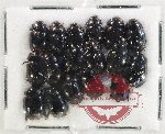 Hydrophilidae Scientific lot no. 405 (17 pcs)