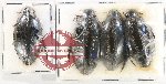 Hydrophilidae Scientific lot no. 413 (4 pcs)