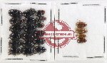 Hydrophilidae Scientific lot no. 407 (22 pcs)