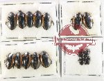 Scientific lot no. 248 Dytiscidae (16 pcs)