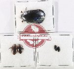 Scientific lot no. 251 Dytiscidae (5 pcs)