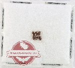 Scientific lot no. 258 Dytiscidae (6 pcs)