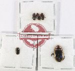 Scientific lot no. 255 Dytiscidae (5 pcs)