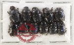 Scientific lot no. 1144 Coprophaga (Onthophagus spp.) (11 pcs)