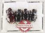 Scientific lot no. 1142 Coprophaga (Onthophagus spp.) (4 pcs)