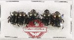 Scientific lot no. 1122 Coprophaga (5 pcs)
