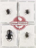 Scientific lot no. 1135 Coprophaga (4 pcs)