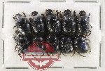 Scientific lot no. 1145 Coprophaga (Onthophagus spp.) (10 pcs)