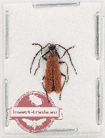 Pyrochroidae sp. 10