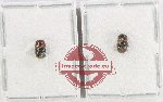 Scientific lot no. 221 Scolytidae (2 pcs)