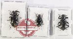 Scientific lot no. 531 Tenebrionidae (3 pcs - 1 pc A2)