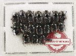 Scientific lot no. 1147 Coprophaga (18 pcs)