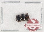 Scaphidiidae Scientific lot no. 12 (3 pcs)