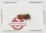 Scientific lot no. 1128 Curculionidae (5 pcs)