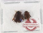 Sericinae sp. mix 1X (2 pcs)