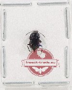 Apathetica sp. 5