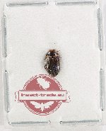 Dytiscidae sp. 11K