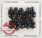Scientific lot no. 1127 Coprophaga (Aphodiinae) (10 pcs)