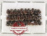 Scientific lot no. 1146 Coprophaga (Onthophagus sp.) (30 pcs)