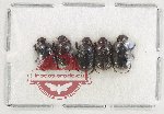 Scientific lot no. 1151 Coprophaga (5 pcs)