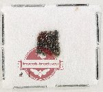 Scientific lot no. 1159 Coprophaga (8 pcs)