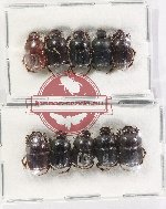 Scientific lot no. 1137 Coprophaga (10 pcs)