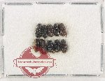 Scientific lot no. 1158 Coprophaga (10 pcs)