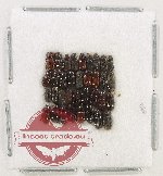 Scientific lot no. 1161 Coprophaga (35 pcs)