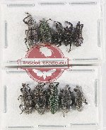 Scientific lot no. 1131 Curculionidae (10 pcs)