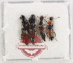 Scientific lot no. 257 Staphylinidae (4 pcs)