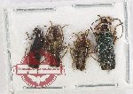 Scientific lot no. 105 Cantharidae (4 pcs)