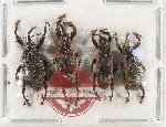Scientific lot no. 1135 Curculionidae (4 pcs)