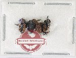 Scientific lot no. 1138 Curculionidae (4 pcs)