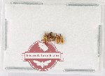 Scientific lot no. 1129 Curculionidae (4 pcs - 1 pc A2)