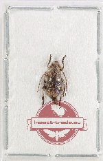 Cerambycidae sp. 125 (A-)