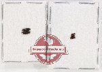 Scientific lot no. 62 Languridae (5 pcs)